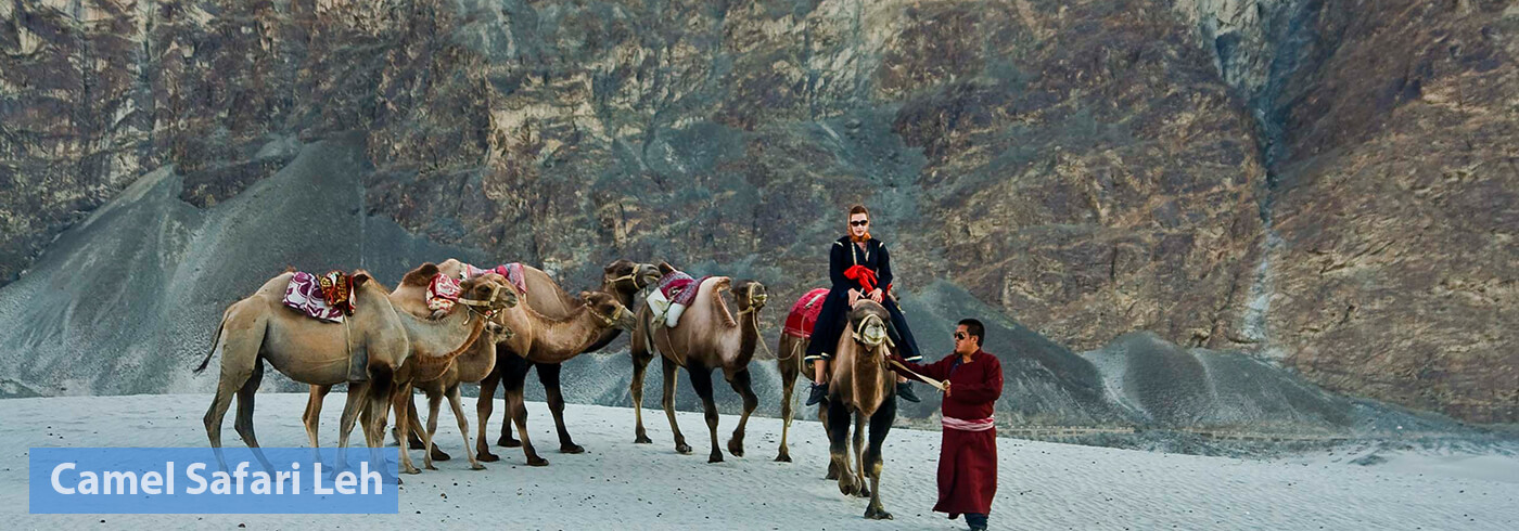 Camel_Safari_Leh