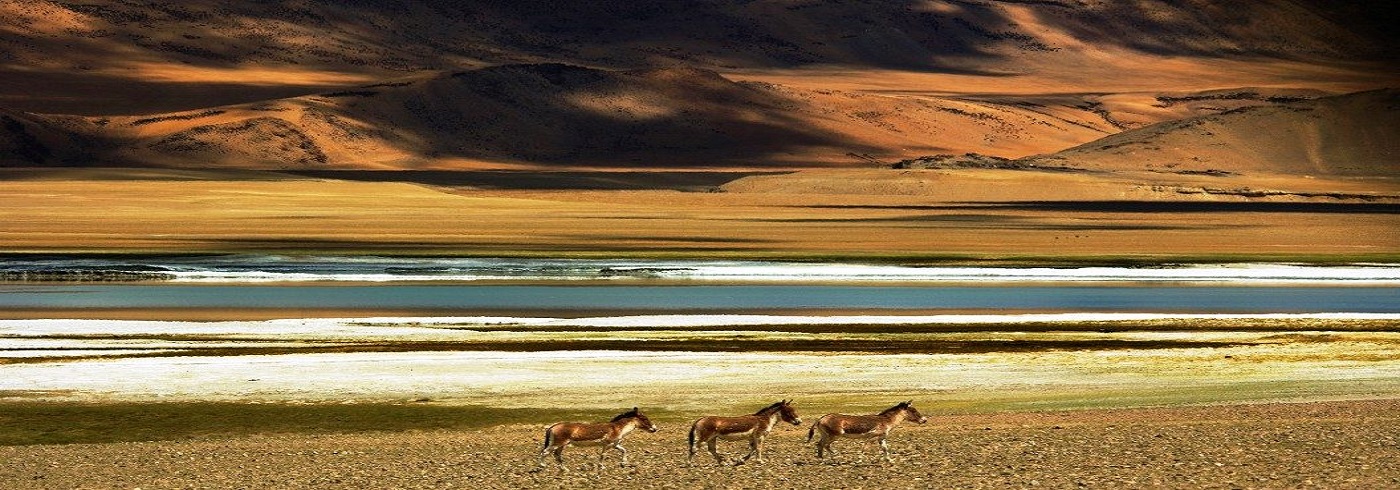 Tso-kar-lake-Ladakh